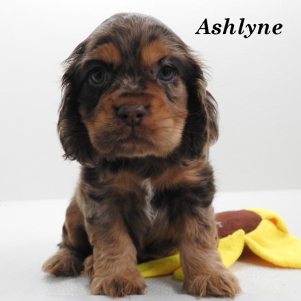 puppy, for, sale, Cocker Spaniel, Joe & Cherri  Overlease, dog, breeder, Miller, MO, dog-breeder, puppy-for-sale, forsale, nearby, find, puppyfind, locator, puppylocator, aca